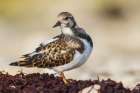 Ruddy turnstone preening while foraging along the Hudson Bay in Northern Manitoba, Canada. Art Print